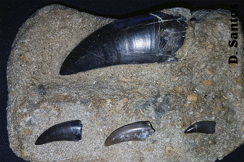 Dentes de terópode, o maior possivelmente de Alossauro