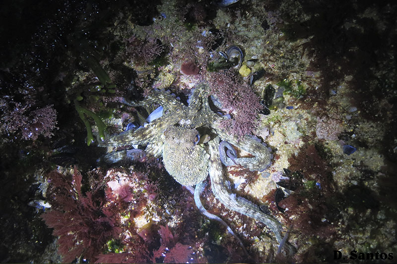 Polvo-comum (Octopus vulgaris)