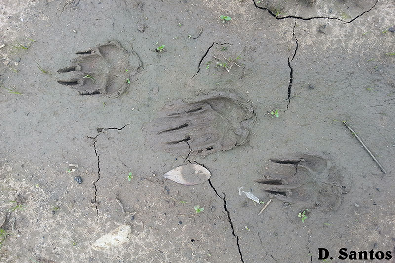 Pegadas de mamíferos selvagens, junto ao leito do rio Alcabrichel