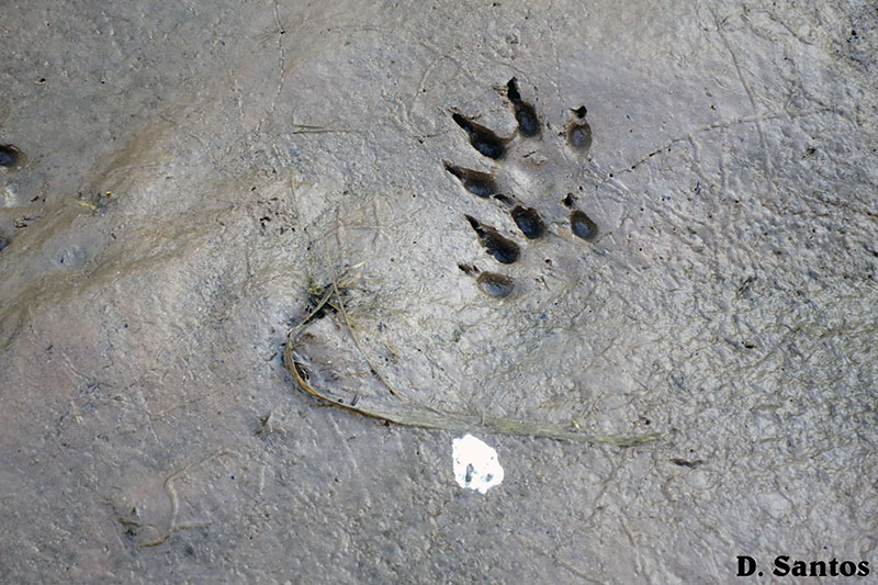 Pegadas de mamíferos selvagens, junto ao leito do rio Alcabrichel