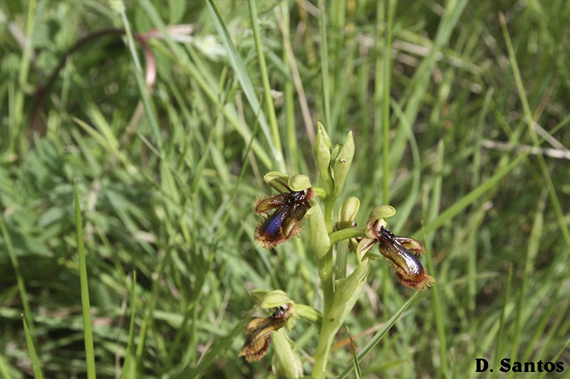 Orquídeas selvagens Ophrys vernixia